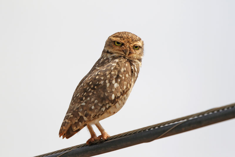 Burrowing Owl