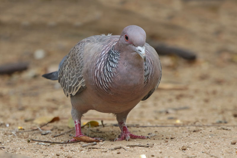 Picazuro Pigeon
