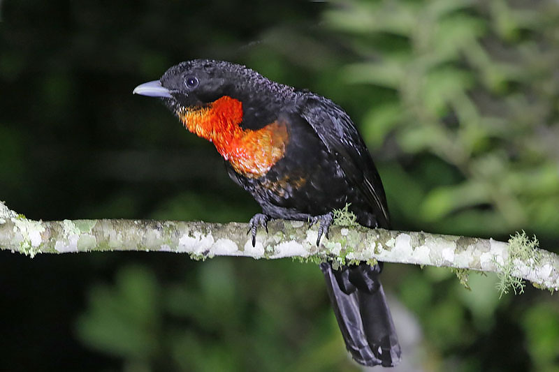 Red-ruffed Fruitcrow
