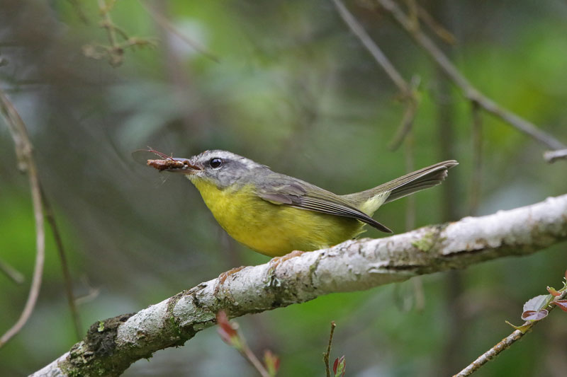 Golden-crowned Warbler