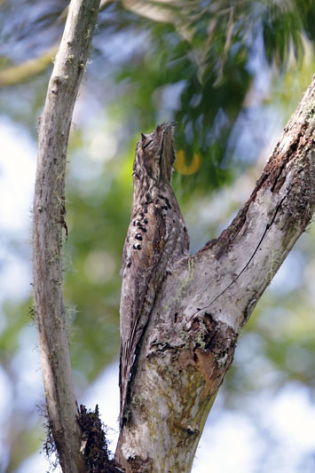 Common Potoo/Gray Potoo