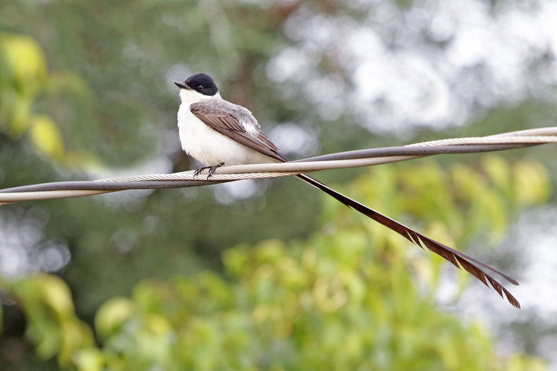 Fork-tailed Flycatcher