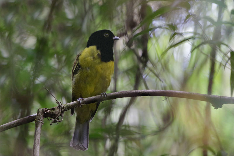 Hooded Berryeater