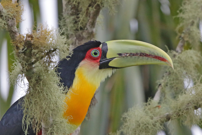 Red-breasted Toucan