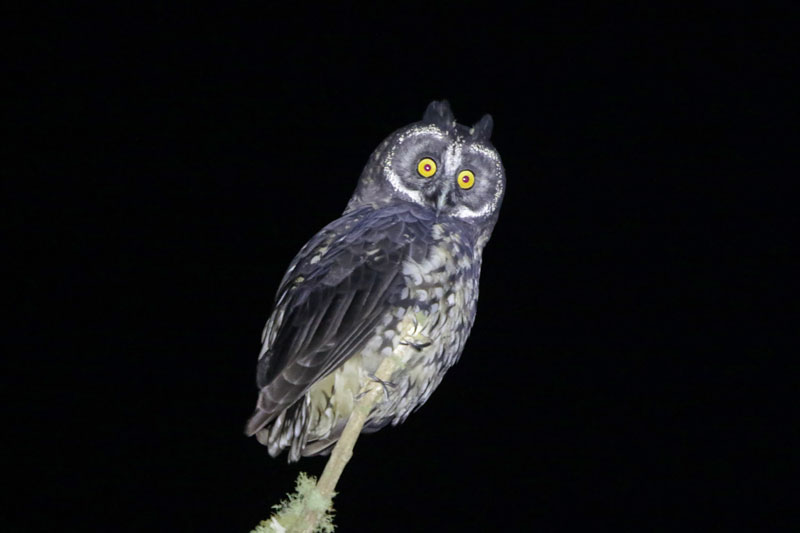 Stygian Owl