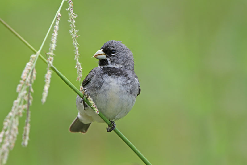 Double-collared Seedeater