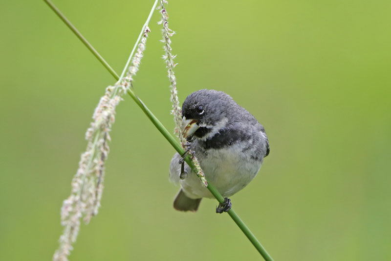 Double-collared Seedeater