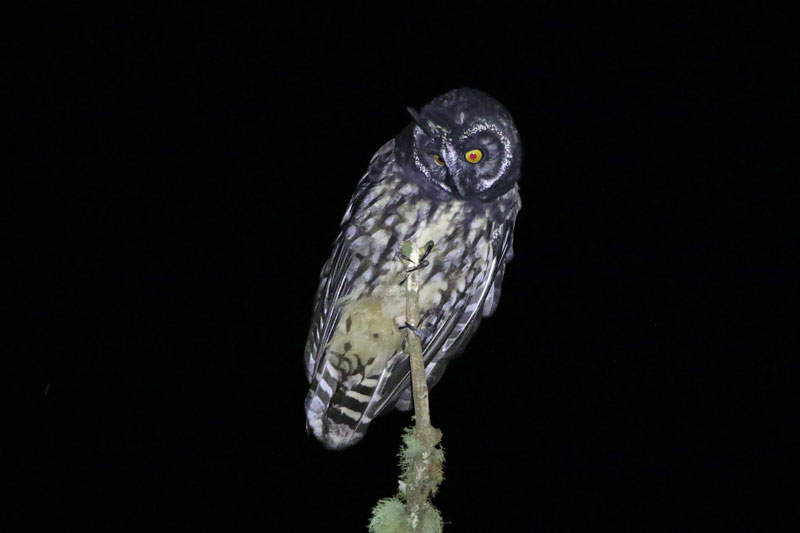 Stygian Owl
