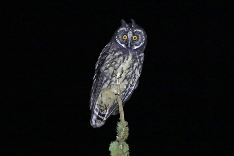 Stygian Owl