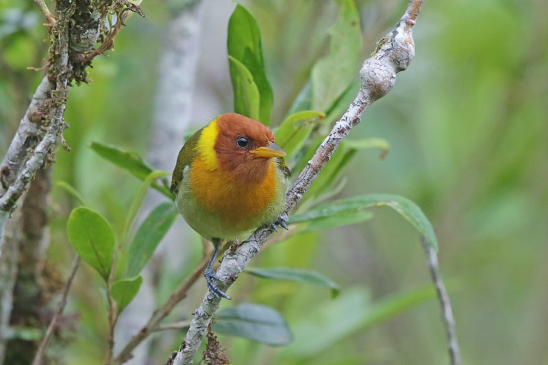 Rufous-headed Tanager