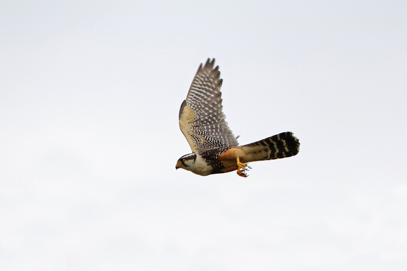 Aplomado Falcon