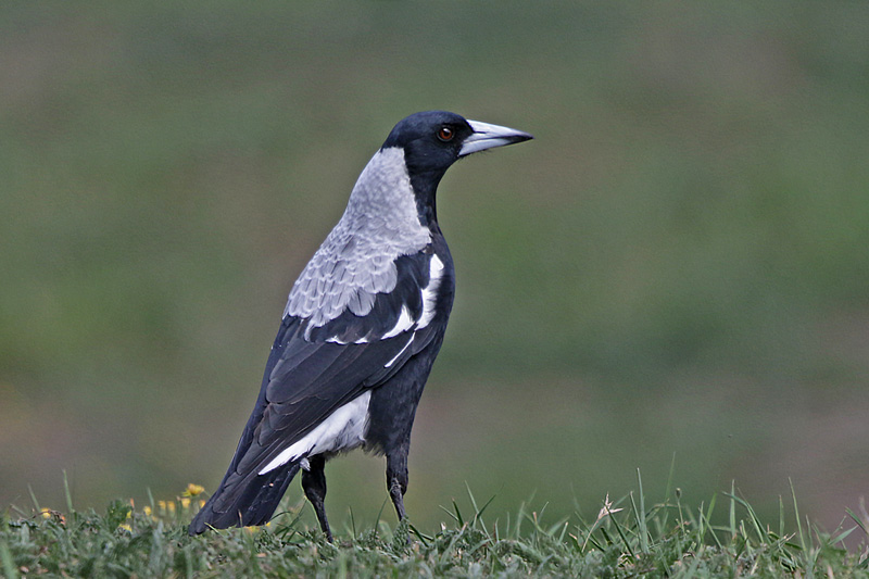 Australian Magpie