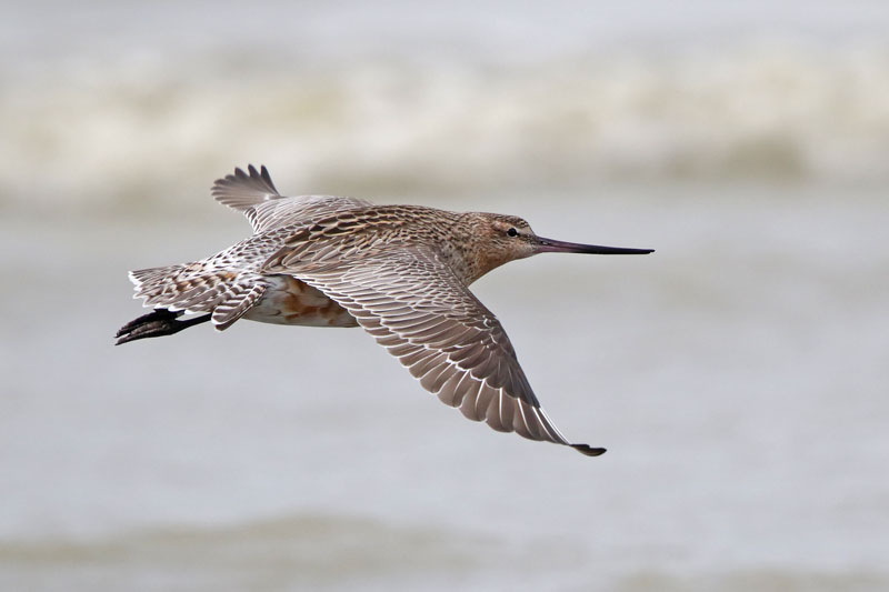 Bar-tailed Godwit