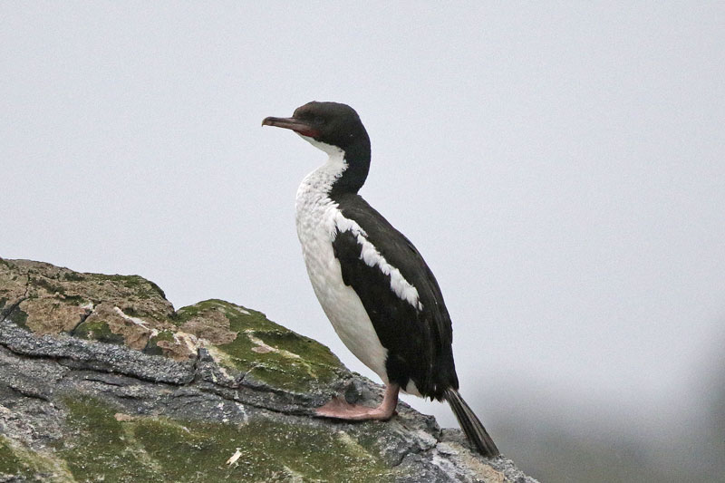 Stewart Island Shag