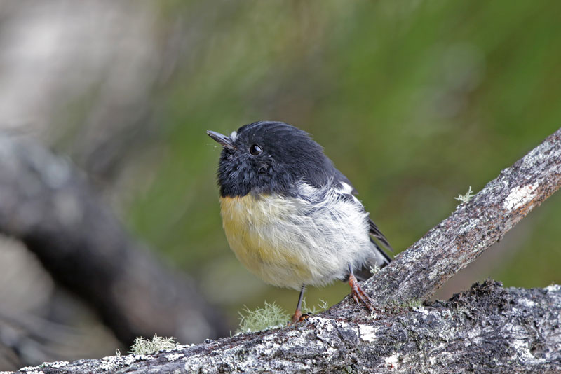 Tomtit