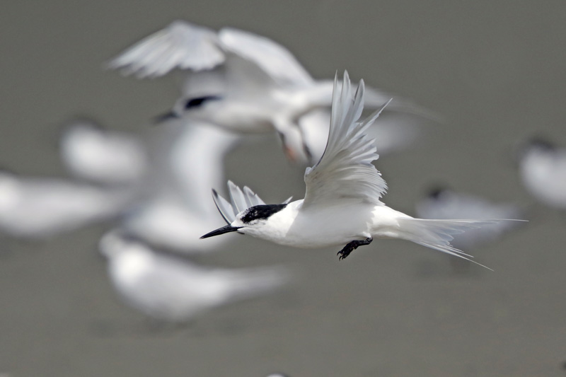 White-fronted Tern