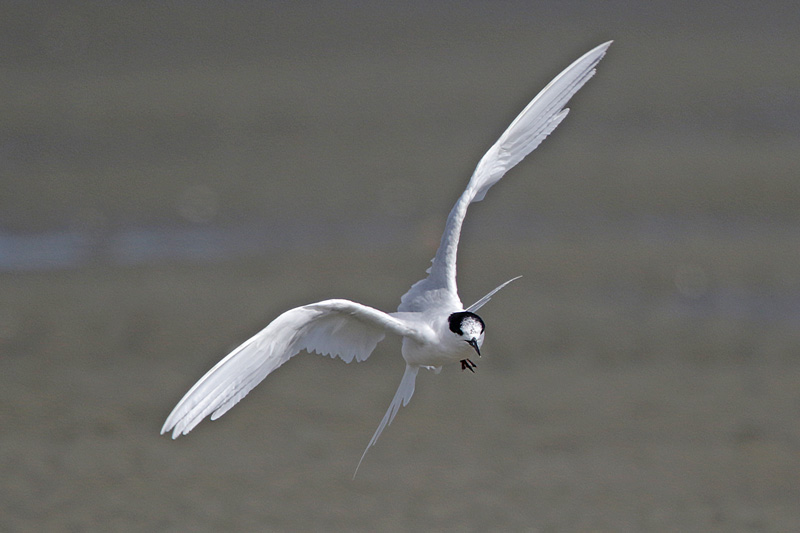 White-fronted Tern