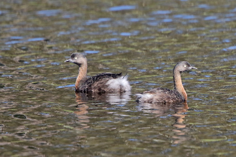 New Zealand Dabchick