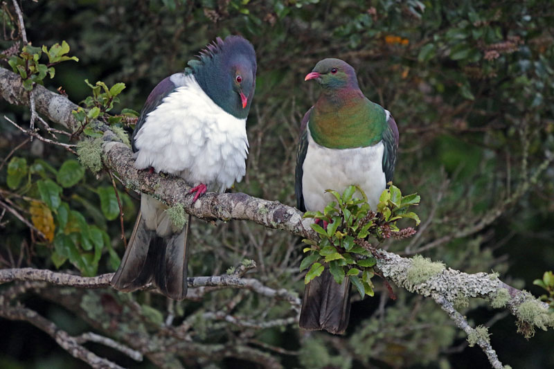 New Zealand Pigeon