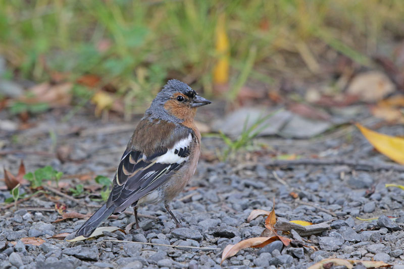 Common Chatfinch