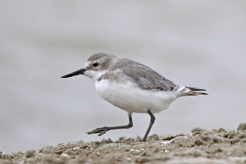 Wrybill