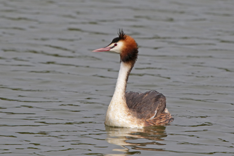 Australasian Crested Grebe