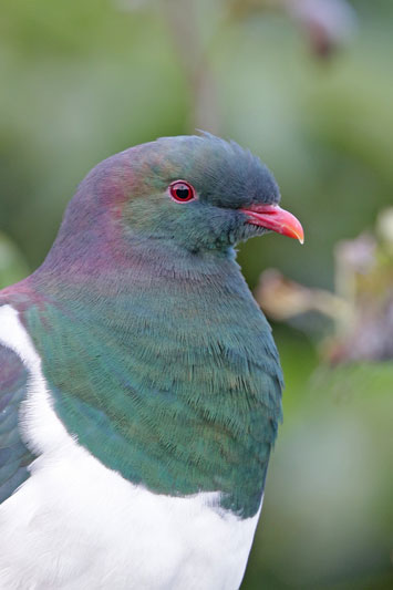 New Zealand Pigeon