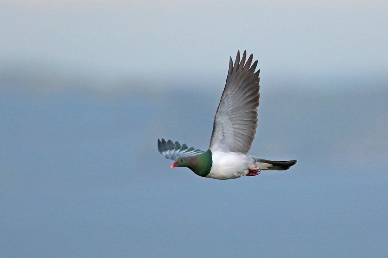 New Zealand Pigeon