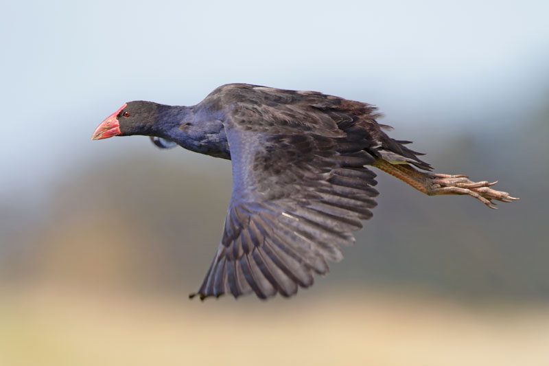 Pukeko