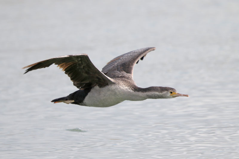 Spotted Shag