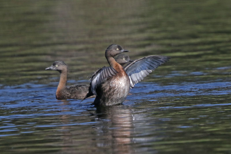 New Zealand Dabchick