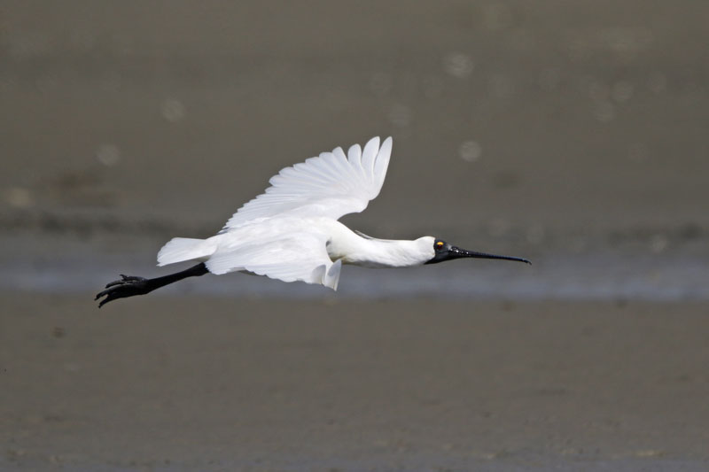 Royal Spoonbill