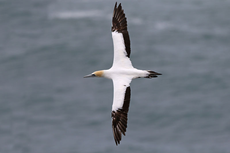 Australasian Gannet