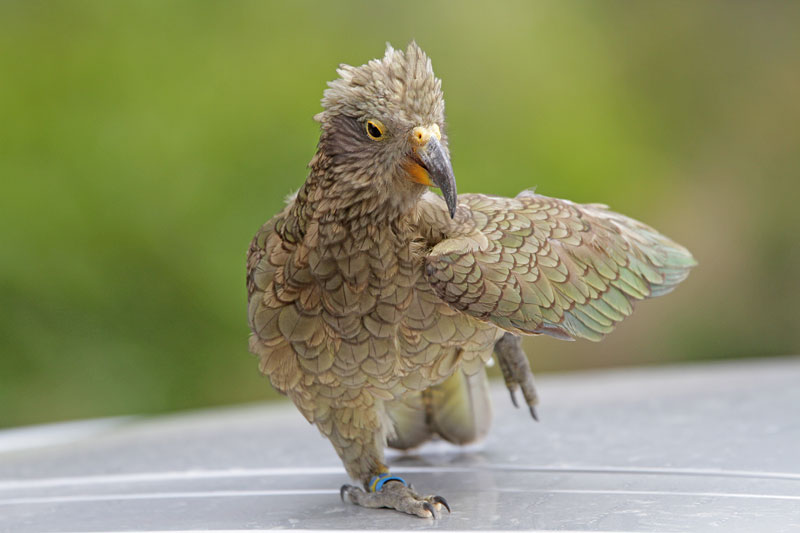 Kea