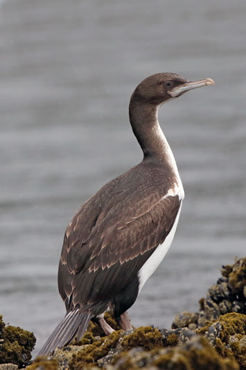 Stewart Island Shag