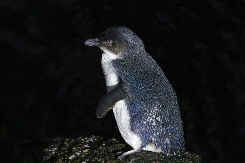 Blue Penguin