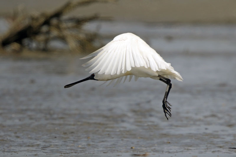 Royal Spoonbill