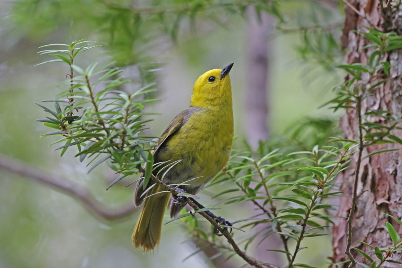 Yellowhead