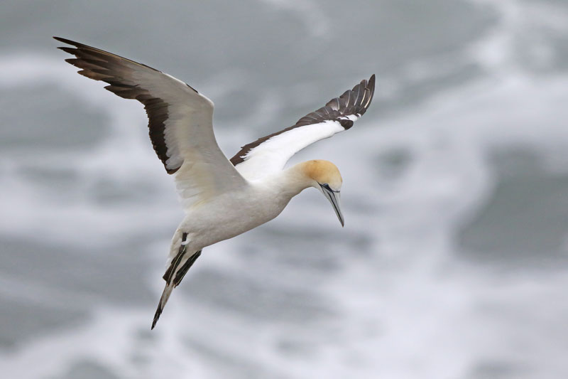 Australasian Gannet