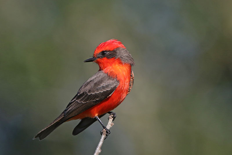 Vermilion Flycatcher