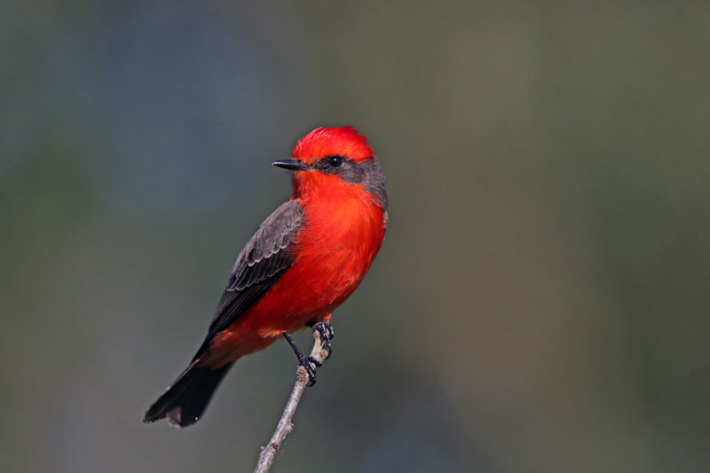 Vermilion Flycatcher