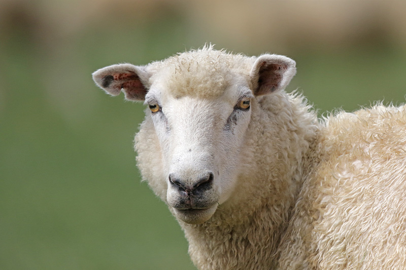 Sheep