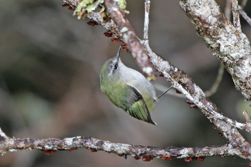 South Island Rifleman