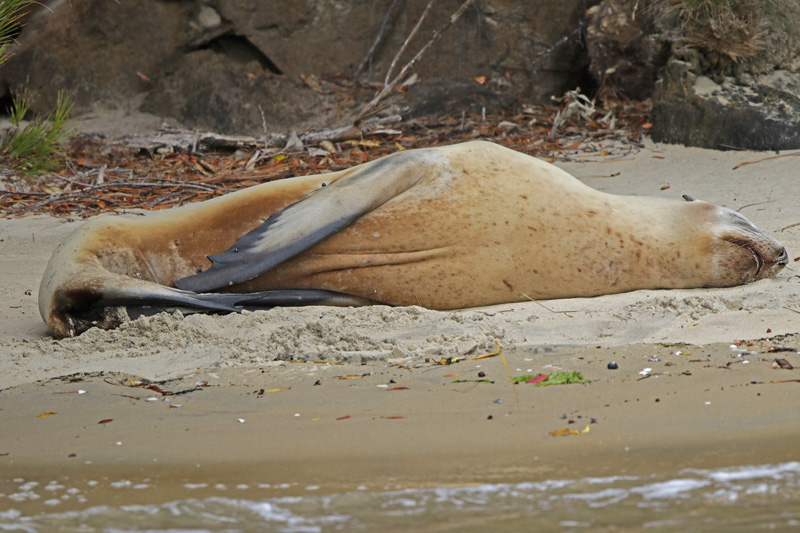 Hooker's Sea Lion