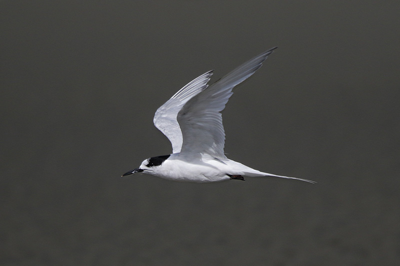 White-fronted Tern