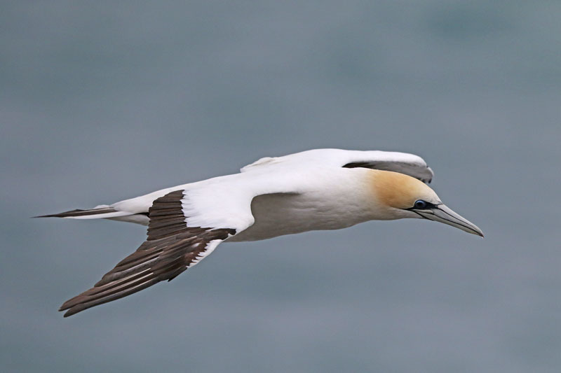 Australasian Gannet