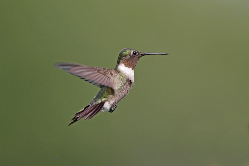 Ruby-throated Hummingbird