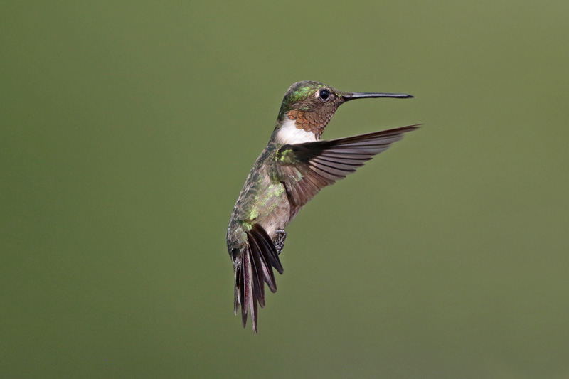 Ruby-throated Hummingbird