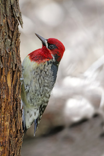 Red-breasted Sapsucker