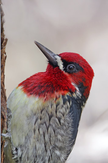 Red-breasted Sapsucker